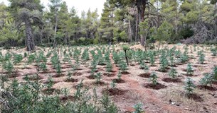 Εντοπίστηκε μεγάλη φυτεία κάνναβης στα Βίλια - Δύο συλλήψεις Εντοπίστηκε μεγάλη φυτεία κάνναβης στα Βίλια - Δύο συλλήψεις