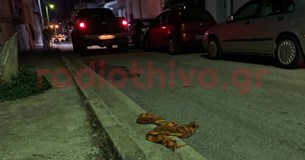 7 συλλήψεις και ένας τραυματίας ο απολογισμός της συμπλοκής προσφύγων στη Θήβα