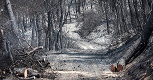 Φωτιά στην Εύβοια: Τα τρία σενάρια που «δείχνουν» εμπρησμό - Οριοθετημένη η πυρκαγιά (Εικόνες)