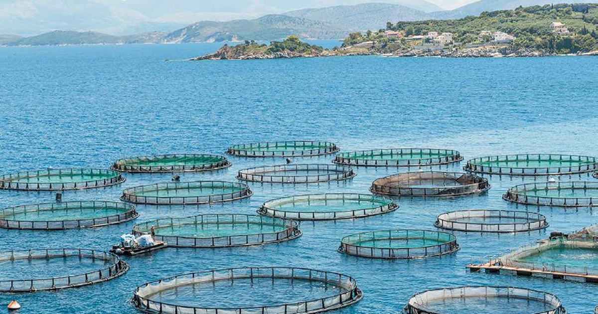 Έλεγχο των επιφανειών στις ιχθυοκαλλιέργειες του Κορινθιακού Κόλπου ζητά η Δημοτική Συνεργασία Ευθύνης