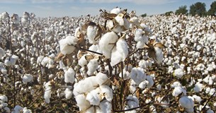 Να καταβληθεί η συνδεδεμένη ενίσχυση βάμβακος στους παραγωγούς ζητά ο Γ. Μουλκιώτης