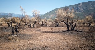 Ευρεία σύσκεψη την Δευτέρα για την αποκατάσταση του Ελαιώνα Αμφισσας