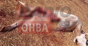Λύκοι κατασπάραξαν αγελάδα την ώρα που γεννούσε στη Δάφνη Βοιωτίας - Δείτε φωτογραφίες