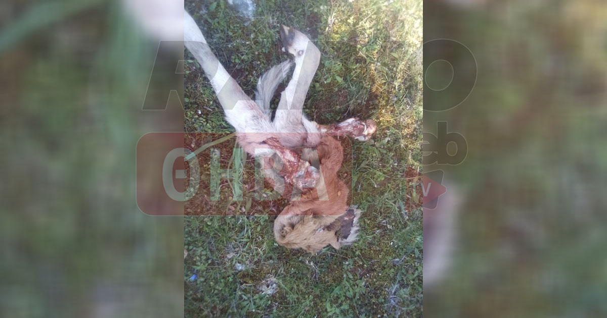 Λύκοι κατασπάραξαν νεογέννητο μοσχαράκι στη Δάφνη Βοιωτίας
