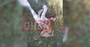 Λύκοι κατασπάραξαν νεογέννητο μοσχαράκι στη Δάφνη Βοιωτίας