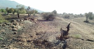Θ. Κιούσης: Οι ελαιοπαραγωγοί στα Χώστια να ενταχθούν μετά τη νέα πυρκαγιά στο ειδικό καθεστώς κρατικής αρωγής