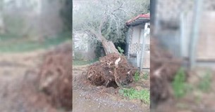 Δένδρα ξεριζώθηκαν από τον αέρα στο Καλαμάκι Θηβών (Φωτογραφίες) Δένδρα ξεριζώθηκαν από τον αέρα στο Καλαμάκι Θηβών (Φωτογραφίες)