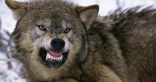 Ψήφισμα για την προστασία των ποιμνίων των κτηνοτρόφων του Δήμου Λεβαδέων από επιθέσεις λύκων ή αγριόσκυλων Ψήφισμα για την προστασία των ποιμνίων των κτηνοτρόφων του Δήμου Λεβαδέων από επιθέσεις λύκων ή αγριόσκυλων