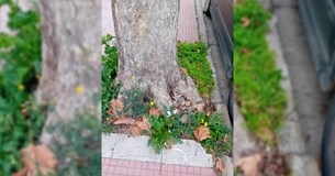 Στέφανος Σταμέλλος: Τα δέντρα βασανίζονται ανηλεώς μέχρι και για να πεθάνουν!