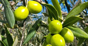 Κ. Αποστολόπουλος: «Δικαίωση για την ελιά καλαμών» Κ. Αποστολόπουλος: «Δικαίωση για την ελιά καλαμών»