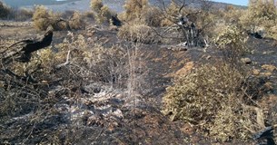 Θωμάς Κιούσης: Στην κρατική αρωγή και ο ελαιώνας των Χωστίων - Προκαταβολές στους παραγωγούς