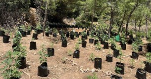 Τεράστια φυτεία με 1714 δενδρύλλια κάνναβης αξίας 2.000.000 ευρώ εντοπίστηκε στην Ασωπεία