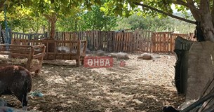 Λύκοι κατασπάραξαν κοπάδι σε ποιμνιοστάσιο στην κοινότητα της Πέτρας στην Αλίαρτο Λύκοι κατασπάραξαν κοπάδι σε ποιμνιοστάσιο στην κοινότητα της Πέτρας στην Αλίαρτο