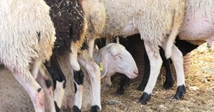 Μακριά η πανώλη από τη Βοιωτία Μακριά η πανώλη από τη Βοιωτία