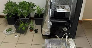 Συνελήφθη ημεδαπός σε περιοχή της Ευρυτανίας με 6 δενδρύλλια κάνναβης
