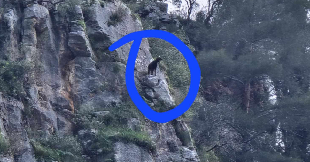 Κατσίκι εγκλωβίστηκε σε βράχο της Κρύας
