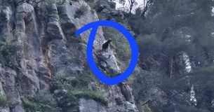 Κατσίκι εγκλωβίστηκε σε βράχο της Κρύας