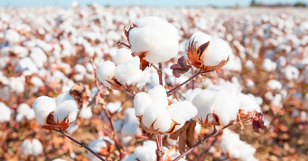 Πακέτο Μητσοτάκη για βαμβάκι 30 ευρώ το στρέμμα, καλαμπόκι 25, ηλίανθο 20, αμπέλι 100 και αμύγδαλα 150 ευρώ