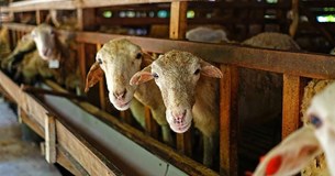 Ευλογιά: Μετά από αντιδράσεις κτηνοτρόφων δεν κάνουν lockdown αλλά ανακοίνωσαν ενίσχυση ελέγχων και πληρωμή ζωοτροφών