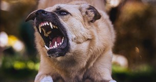 Επίθεση αγέλης σκύλων σε εκπαιδευτικό στη Λιβαδειά