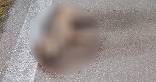 Τσακάλι βρέθηκε νεκρό κοντά στο Κάστρο Βοιωτίας
