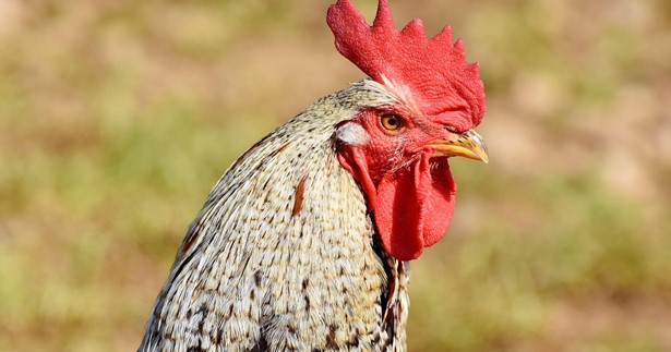 Κοτόπουλα με σαλμονέλα από τη Mercosur με αγάπη 