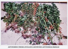 Φυτεία με δενδρύλλια κάνναβης βρέθηκε στη Φωκίδα
