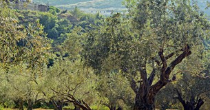 Ερώτηση Κτιστάκη στη Βουλή για την απλούστευση της εγγραφής και επικαιροποίηση στο Ελαιοκομικό Μητρώο