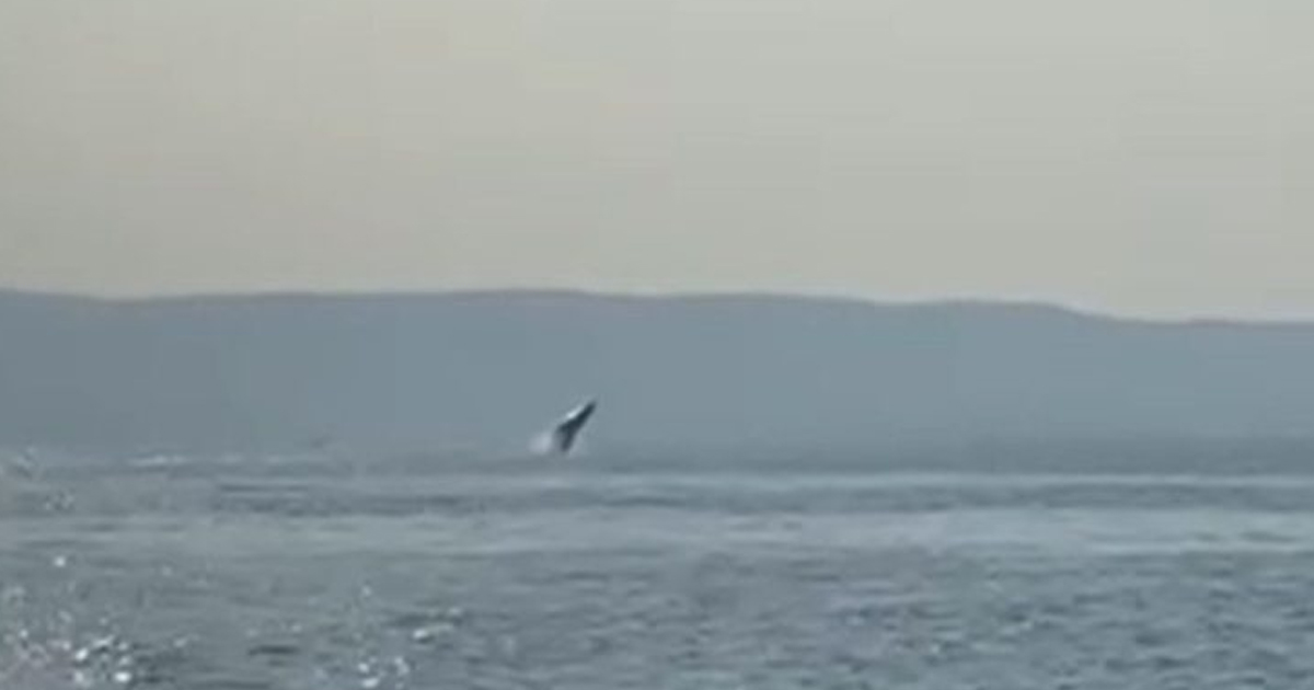 Φάλαινα κολυμπούσε στον Παγασητικό - Δείτε το βίντεο