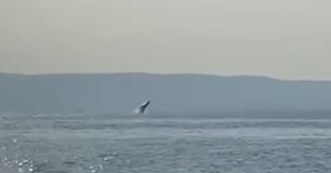 Φάλαινα κολυμπούσε στον Παγασητικό - Δείτε το βίντεο