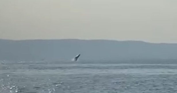 Φάλαινα κολυμπούσε στον Παγασητικό - Δείτε το βίντεο