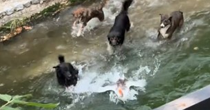 Λιβαδειά: Viral το κυνηγητό μιας πάπιας από τέσσερις σκύλους στις Πηγές της Κρύας