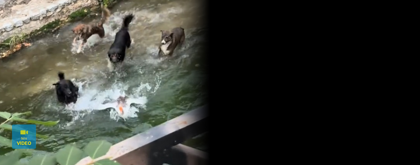 Λιβαδειά: Viral το κυνηγητό μιας πάπιας από τέσσερις σκύλους στις Πηγές της Κρύας