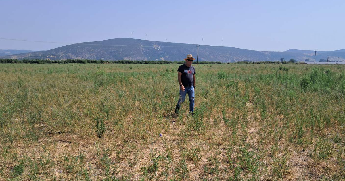 Στο έλεος των τρωκτικών η Κωπαιδα - Σε απόγνωση οι αγρότες