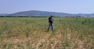 Στο έλεος των τρωκτικών η Κωπαιδα - Σε απόγνωση οι αγρότες