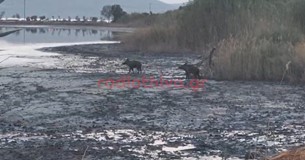 Αγριογούρουνα έκαναν μπάνιο στη λίμνη της Αλυκής Θήβας