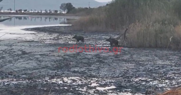 Αγριογούρουνα έκαναν μπάνιο στη λίμνη της Αλυκής Θήβας