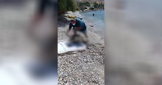 Τεράστια χελώνα ξεβράστηκε νεκρή στο Σαράντι - Δείτε βίντεο