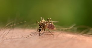 Σε πλήρη επαγρύπνηση η Περιφέρεια Στερεάς Ελλάδας για τον ιό του Δυτικού Νείλου Σε πλήρη επαγρύπνηση η Περιφέρεια Στερεάς Ελλάδας για τον ιό του Δυτικού Νείλου