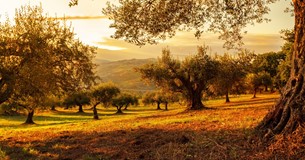 ΕΑΕ: Τι γίνεται με τους ελαιώνες που επλήγησαν από πυρκαγιές