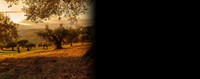 ΕΑΕ: Τι γίνεται με τους ελαιώνες που επλήγησαν από πυρκαγιές