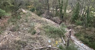 Εργασίες απομάκρυνσης των προσβεβλημένων πλατάνων από την κοίτη του Βοιωτικού Κηφισού