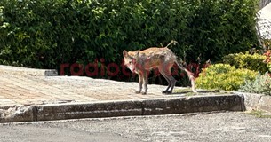 Αρρωστη αλεπού μέσα στη Θήβα - Εντοπίστηκε στην περιοχή των παλιών σφαγείων