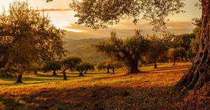 Ελαιώνες μετά την πυρκαγιά: Οι χειρισμοί για την αποκατάσταση
