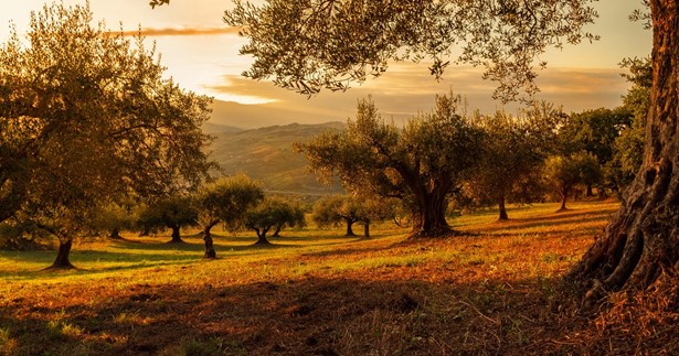 Ελαιώνες μετά την πυρκαγιά: Οι χειρισμοί για την αποκατάσταση