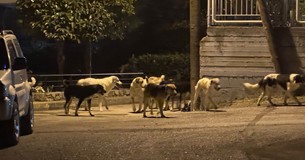 Μεγάλη αγέλη σκυλιών επιτέθηκε σε άνθρωπο και σκυλί στη Θήβα Μεγάλη αγέλη σκυλιών επιτέθηκε σε άνθρωπο και σκυλί στη Θήβα