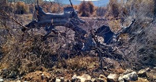 Σήμερα η συζήτηση για το κάψιμο του ιστορικού ελαιώνα στα Χώστια - Ακούστε τι δήλωσε ο πρόεδρος της Τ.Κ. Μ. Δέδες (Ηχητικό) Σήμερα η συζήτηση για το κάψιμο του ιστορικού ελαιώνα στα Χώστια - Ακούστε τι δήλωσε ο πρόεδρος της Τ.Κ. Μ. Δέδες (Ηχητικό)