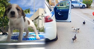 Σκυλίτσα γέννησε στην Αστυνομική Διεύθυνση Βοιωτίας - Δείτε φωτογραφίες από τα 8 πανέμορφα κουτάβια