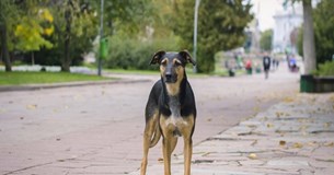 Κακούργημα ο βασανισμός των ζώων - Προβλέπεται ποινή κάθειρξης έως 10 έτη