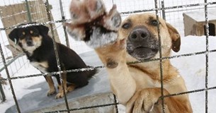 Φρίκη στη Φθιώτιδα: Βρέθηκαν υποσιτισμένα και σκελετωμένα σκυλιά σε αυλή σπιτιού